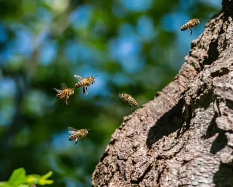 How Saving Honeybees Might Harm Other Bee Species